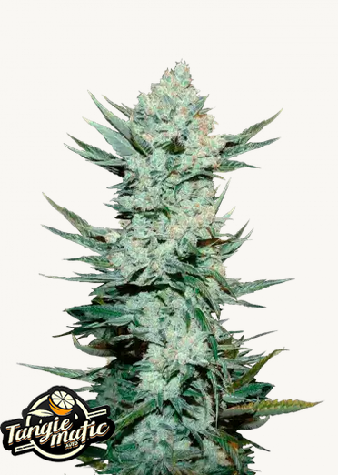 Tangie Auto (1).png